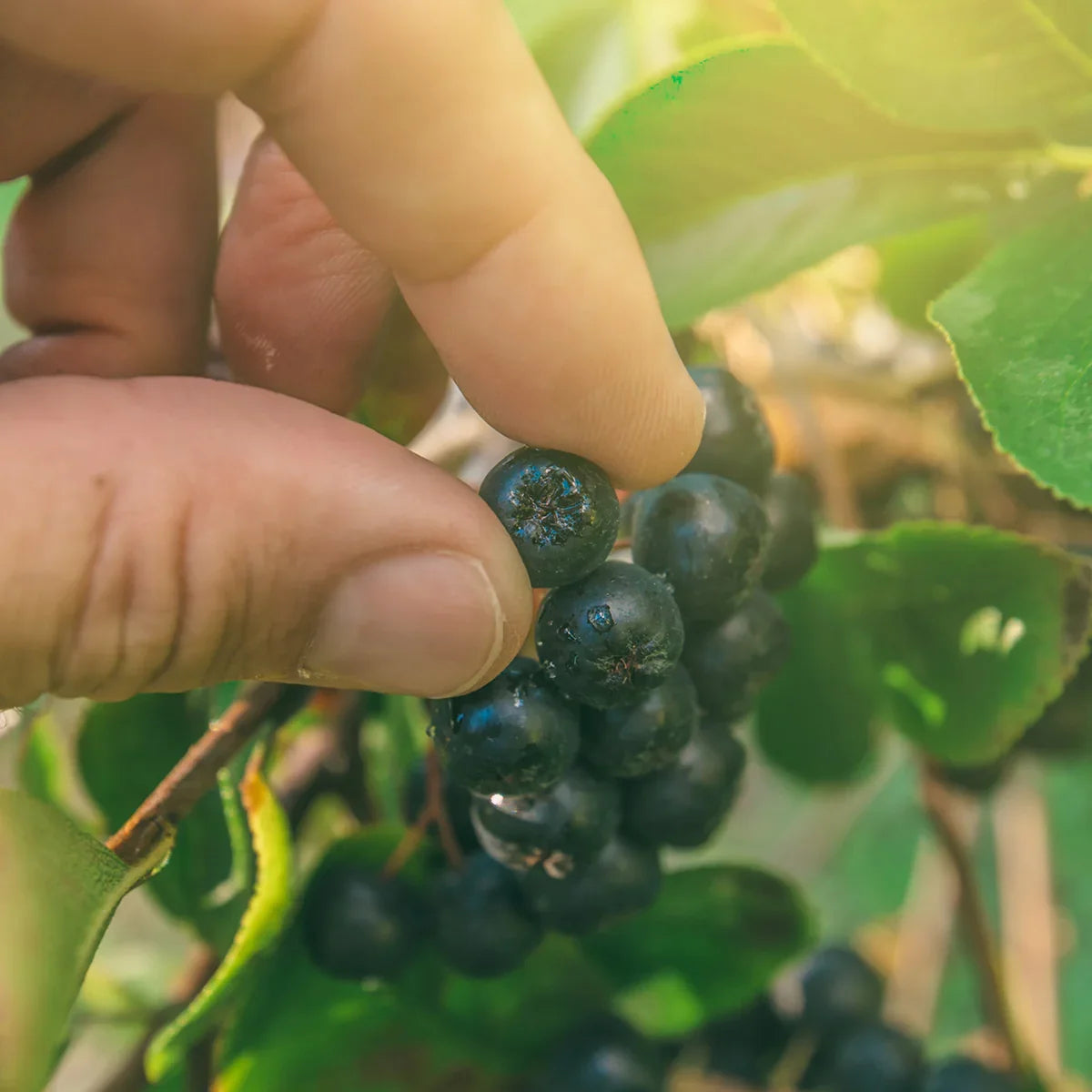 Mannavita Aronia berry 100% pure pressed juice • 1000 ml - Mannavita