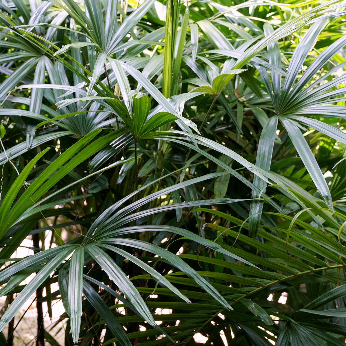 PROSTAX complex pentru prostată • 60 capsule