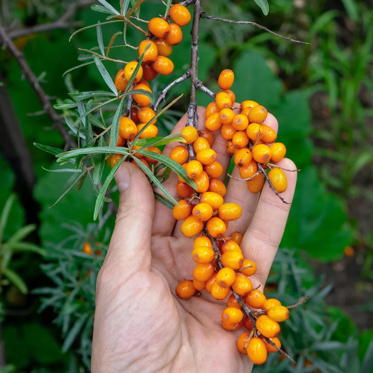 Mannavita Sea buckthorn 100% pure pressed juice • 500 ml - Mannavita