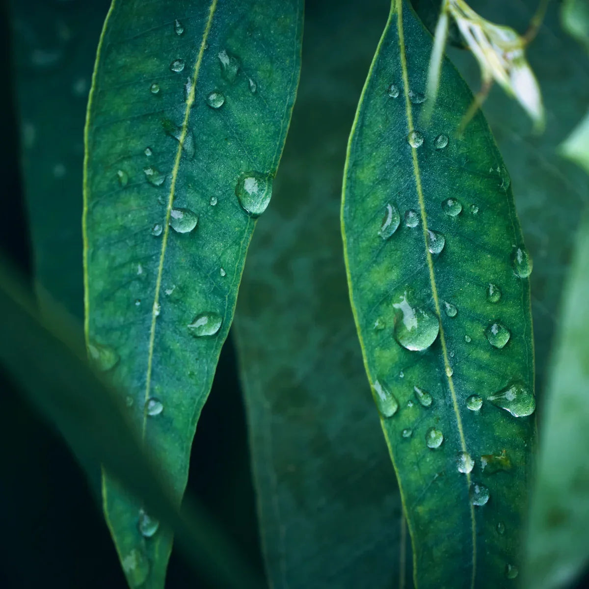 VENOPTIM Blood Circulation Optimizing Healing spray • 100ml - Mannavita