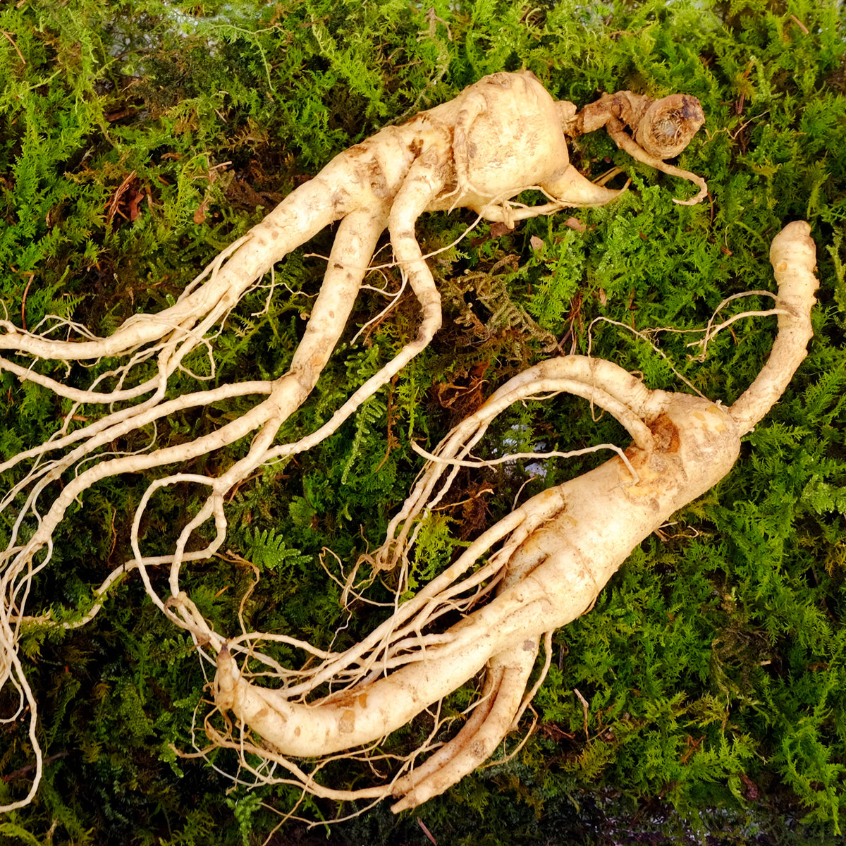 ENDOQIN Manpower Forte • 90 capsule