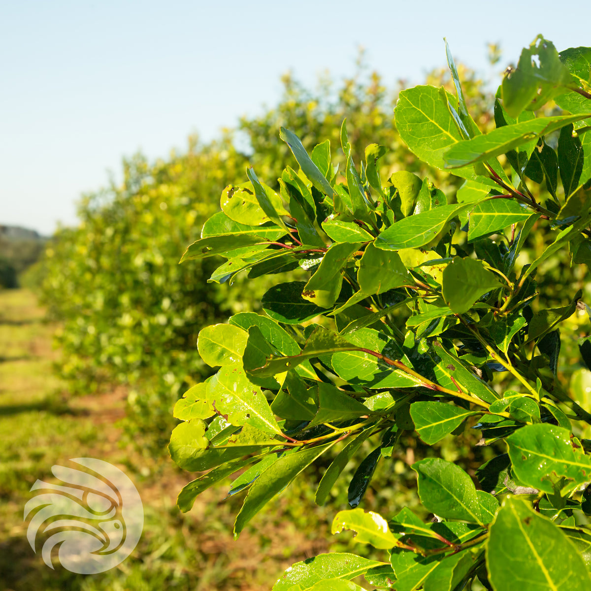 Ceai de yerba mate Campesino • Katuava + Ginseng • 500 g
