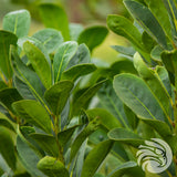 Cruz de Malta yerba mate • Elaborada con palo • 500 g