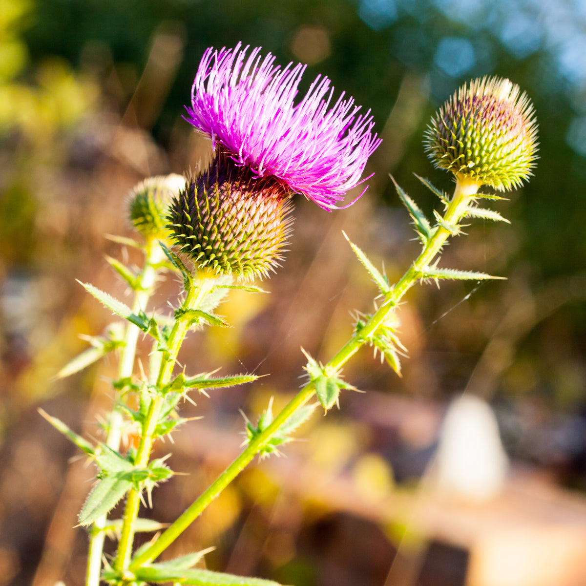 Ulei din semințe de armurariu presat la rece maghiar Mannavita • 250 ml