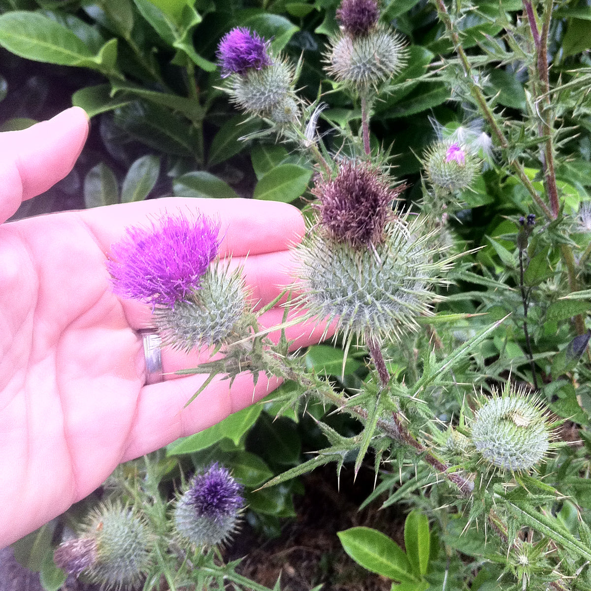 Ulei din semințe de armurariu presat la rece maghiar Mannavita • 250 ml