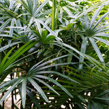 PROSTAX complex pentru prostată • 60 capsule