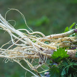 PROSTAX complex pentru prostată • 60 capsule