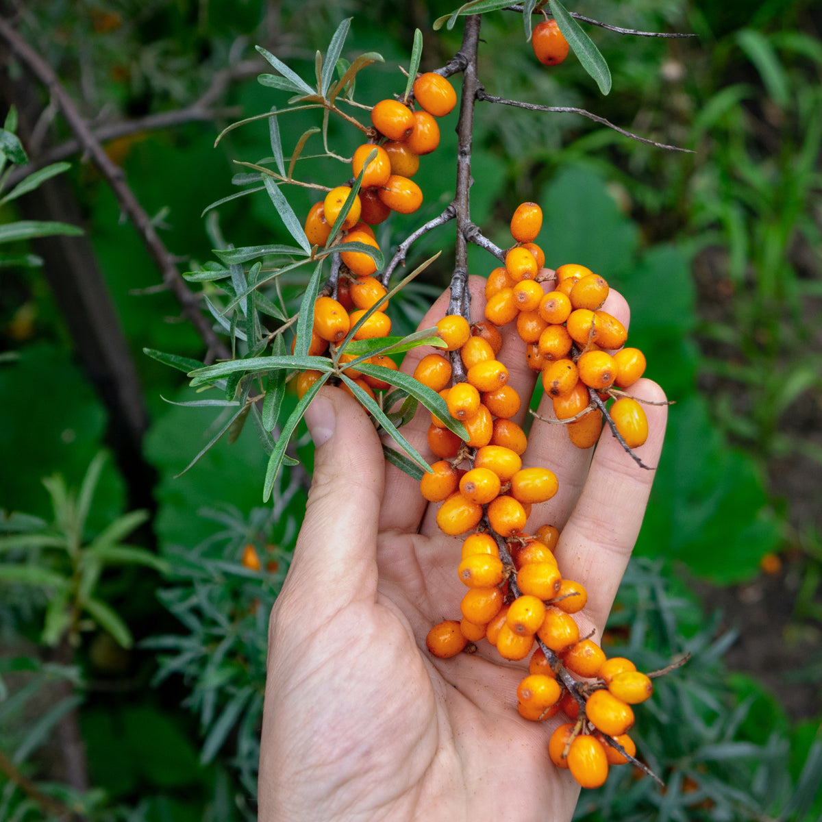 Mannavita ulei de semințe de cătină presat la rece din Ungaria • 40 ml