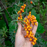 Mannavita ulei de semințe de cătină presat la rece din Ungaria • 40 ml